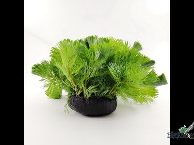 Кочка питательная Ваби-Куса плоская