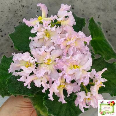 РМ-Солнечное Конфетти (Н. Скорнякова) 2022 г.