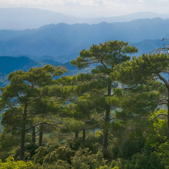 Кедр гималайский (Cedrus deodara), лапки (30 мл) - 100% натуральное эфирное масло