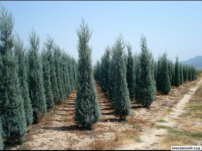 Кипарис Аризонский - Cupressus arizonica