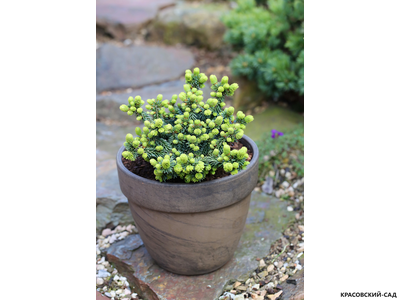 Пихта бальзамическая Пиколло - фото в горшке - красовский-сад.рф