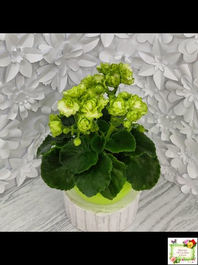 Irish Flirt (S.Sorano) (Айриш Флирт) 11/07/91