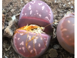 Lithops olivacea v.nebrownii ‘Red Olive’ (MG-1674.3) - 5 семян