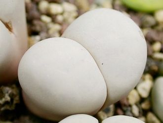 Lithops ruschiorum 'nelii' C316 (MG-1704.2) - 10 семян