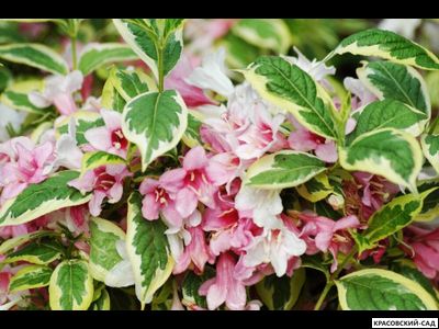 Вейгела Вариегата - Variegata