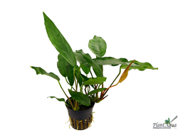 Анубиас бартери