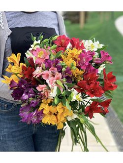 Альстромерия