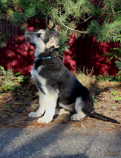 Щенок от Велибора х Вивьен Райд