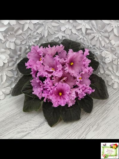 НК-Фанфан Тюльпан (Н.Козак) 2018 г. (лонг листва)