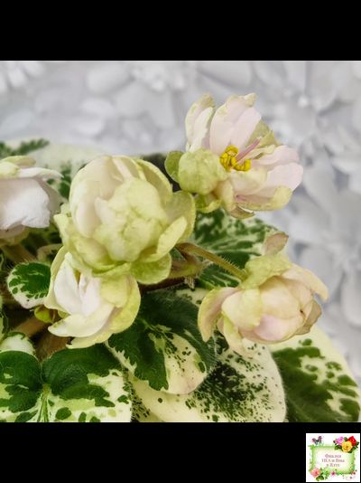 ЛЕ-Элли (Е. Лебецкая)