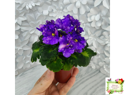 ДВ-Мегавольт (Д. Лягина) 2023 г. (гёрл-листва)