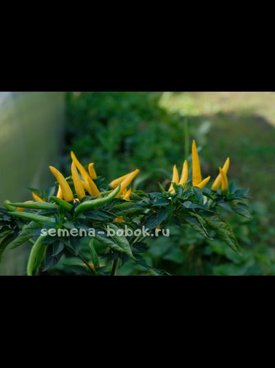 Острый перец  Sarit Gat, 10 шт