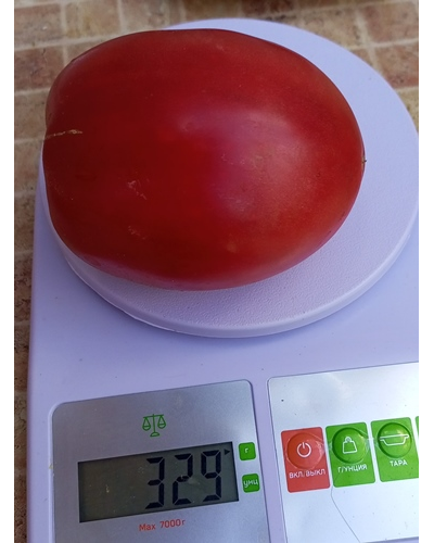 Томат Минусинские бычки