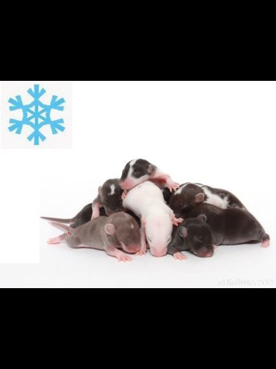 Крыса кормовая замороженная бархатная 8-15гр