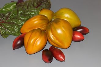 Огненный гребень цвета Охра (Cresta di Fuoco цвета Охра)