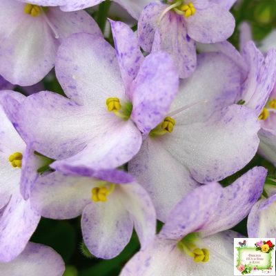 Белый Клоун (Е. и Я. Немчиновы) 2025 г. трейлер