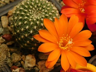 Rebutia krainziana v.orange - 5 семян