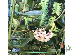 HOYA CARNOSA SPLASH ROUND LEAVES EPC-893