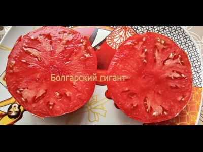 Томат Болгарский гигант (Bulgarian giant)