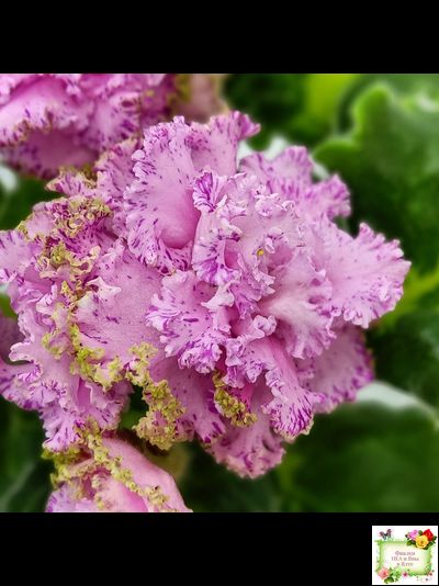 ЛЕ-Медуница (Е. Лебецкая) 2020 г. (сортовая омоложенная розетка)