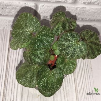 Begonia ningmingensis var. bella