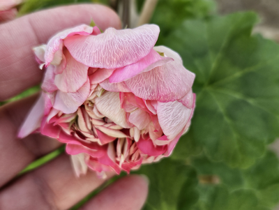 Пеларгония СиМ-Диадема