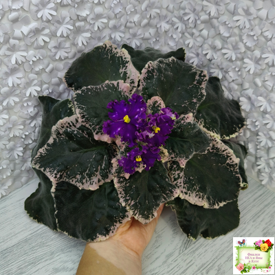 МТ-Моя Вселенная (М. Тотиева) 2023 г.