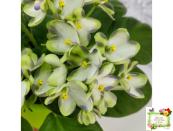 Марина Цветаева (А.Басенина) 2017 г. химера (укоренённый пасынок)