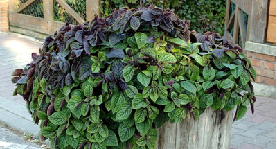 Плектрантус (кашпо)