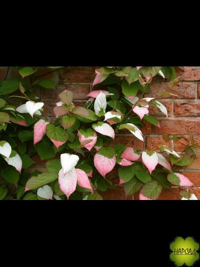 Актинидия &quot;ДОКТОР ШИМАНОВСКИЙ&quot; (ЯРКАЯ ОКРАСКА ЛИСТЬЕВ + ВКУСНЫЕ ЯГОДЫ)