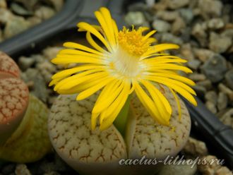 Lithops pseudotruncatella ssp.dendritica С072 (MG) - 10 семян