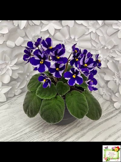 Concord (Horikoshi/Ozaki) (10/03/1992) химера (пасынок укоренённый)