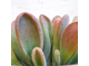 Kalanchoe Lady Finger - каланхоэ Леди Фингер, Каланхоэ Oricula Lady Finger, Большой Ух