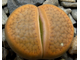 Lithops hookeri v.subfenestrata C175 (MG-1616.68)