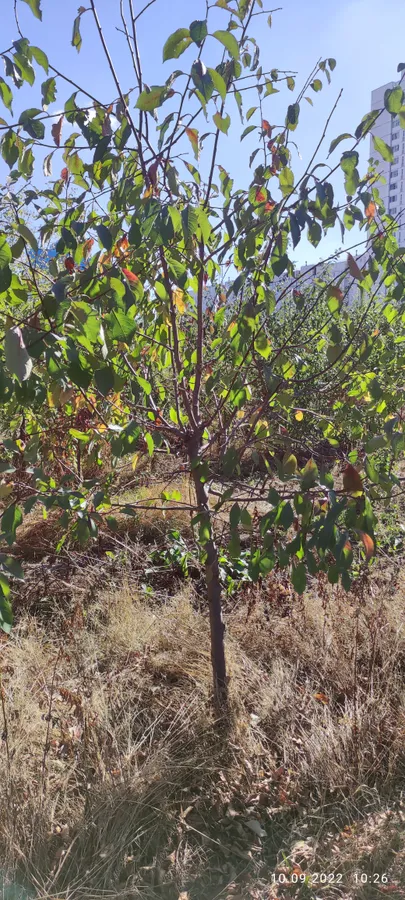 Плодовые деревья 5-7лет