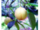 Мускатный орех (Myristica fragrans), плоды (10 мл) - 100% натуральное эфирное масло