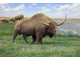 Шерстистый бизон, Bison priscus, первобытный, вымерший, огромный череп, большие рога, зубр, скелет