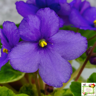 LV-Олег+Алиса (Л. Шевелева) 2025 г. (гёрл-лист с кроновой пестролистностью)