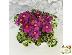 Mac's Pizzicato Paradise (G.McDonald) (лист укоренённый)