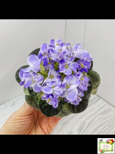 Rob's Wascally Wabbit (R. Robinson) (10983) 05/16/2018