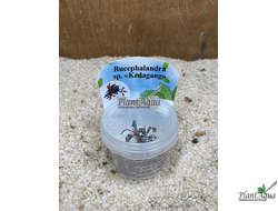 Буцефаландра Kedagang (меристемная)