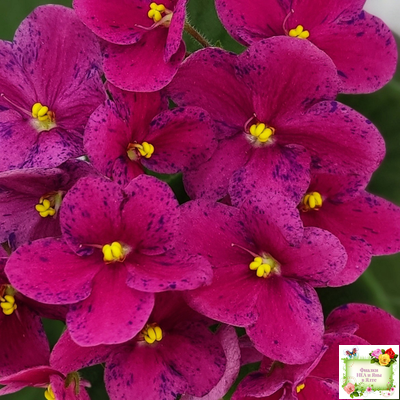 Mac’s Paisley Pattern (G.McDonald)