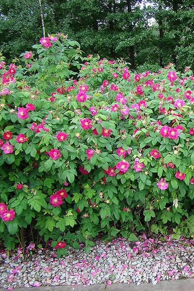 Роза морщинистая (Шиповник морщинистый)