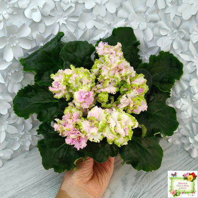 ЛЕ-Денди (Е. Лебецкая) 2011 г. (сортовой стартер)