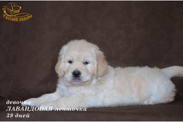 УЖЕ в НОВОМ ДОМЕ = девочка ЛАВАНДОВАЯ ленточка. На фото 39 дней. ДР 28.01.20г