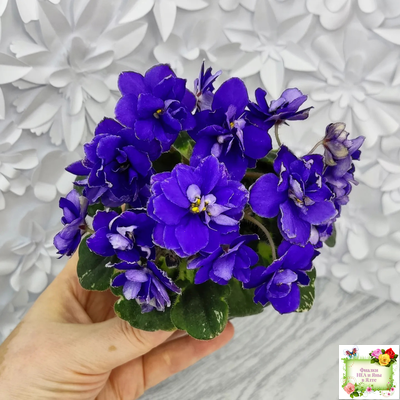 Star Wars (Baker) (пестролистный гёрл)