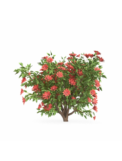 кусты Азалия цветущая 2