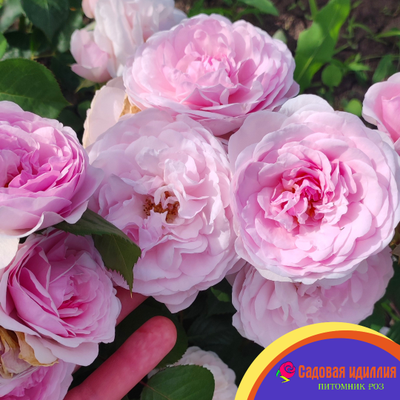 Оливия Роуз (Olivia Rose)