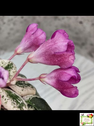 СК-Пангея (А.Кузнецов) 2014 г.