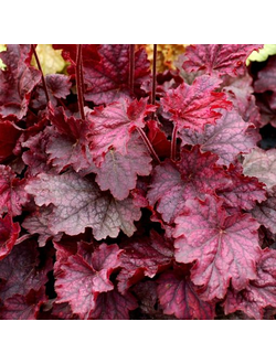 Гейхера гибридная Миднайт Байо, Р10